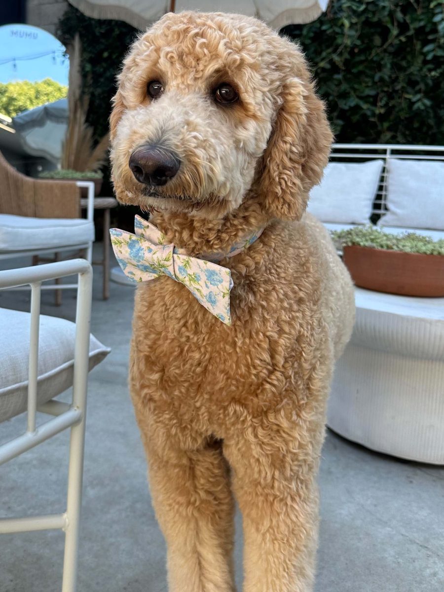 Josh Bow Tie ~ Charming Rose
